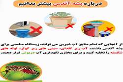 پیشگیری از بیماری تب دنگی از طریق مقابله با پشه آئدس